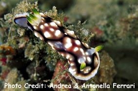  Goniobranchus geometricus (Sea Slug)