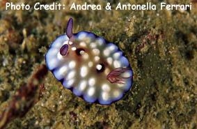  Goniobranchus hintuanensis (Sea Slug)