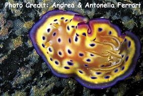  Goniobranchus kuniei (Sea Slug)