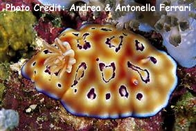  Goniobranchus leopardus (Sea Slug)