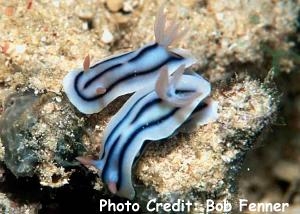  Chromodoris lochi (Sea Slug)