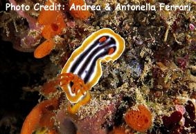  Chromodoris magnifica (Sea Slug)