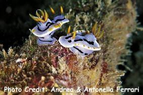  Chromodoris michaeli (Sea Slug)
