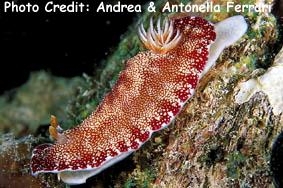  Goniobranchus reticulatus (Sea Slug)