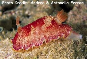  Goniobranchus tinctorius (Sea Slug)