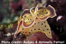  Goniobranchus tritos (Sea Slug)