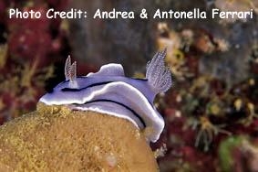  Chromodoris willani (Sea Slug)