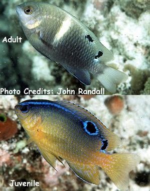  Chrysiptera biocellata (Twinspot Damselfish)