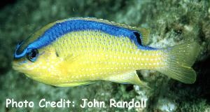  Chrysiptera brownriggii (Surge Damselfish)