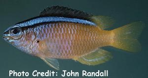  Chrysiptera caeruleolineata (Blueline Demoiselle, Blueline Damselfish)