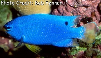  Chrysiptera cyanea (Blue Devil, Orangetail Damselfish, Blue Damselfish)