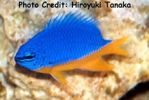  Chrysiptera hemicyanea (Azure Demoiselle, Halfblue Damselfish)