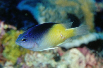  Chrysiptera rollandi (Rolland's Demoiselle, Blackcap Damselfish)