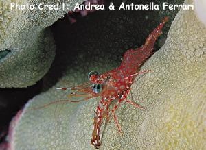  Cinetorhynchus hendersoni (Hinge-beak Shrimp)