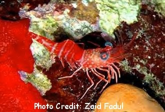  Cinetorhynchus manning (Red Night Shrimp, Manning Hingebeak)