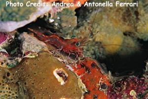  Cinetorhynchus reticulatus (Hinge-beak Shrimp)