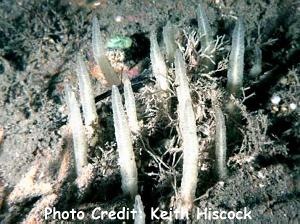  Ciocalypta penicillus (Bush Sponge)