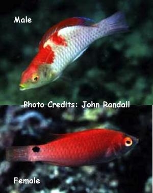  Cirrhilabrus adornatus (Red-fin Fairy Wrasse)