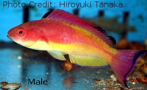  Cirrhilabrus bathyphilus (Deepwater Wrasse, Hooded Fairy Wrasse)