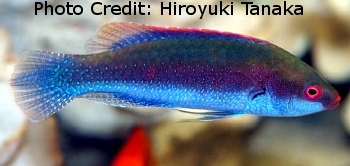  Cirrhilabrus beauperryi (Beau's Fairy Wrasse)