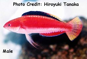  Cirrhilabrus condei (Red Fairy Wrasse)