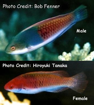  Cirrhilabrus cyanopleura (Blueheaded Fairy Wrasse)