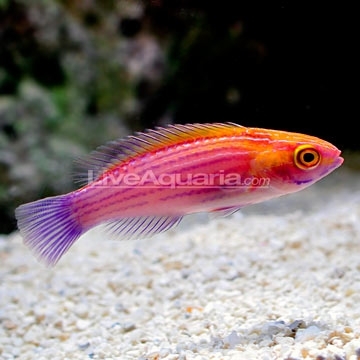  Cirrhilabrus earlei (Orange-striped Fairy Wrasse)