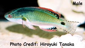  Cirrhilabrus exquisitus (Exquisite Fairy Wrasse)