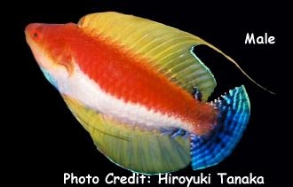  Cirrhilabrus filamentosus (Whipfin Fairy Wrasse)