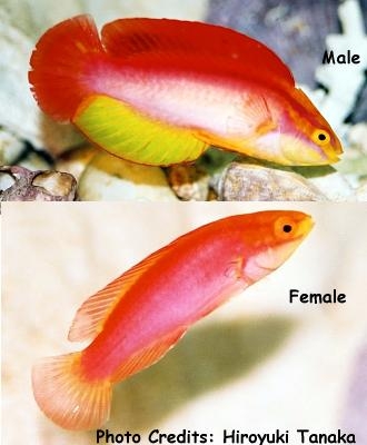  Cirrhilabrus jordani (Hawaiian Flame Wrasse)