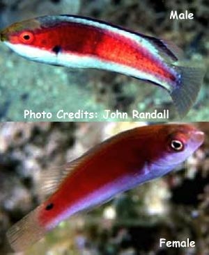  Cirrhilabrus katherinae (Katherine's Fairy Wrasse)