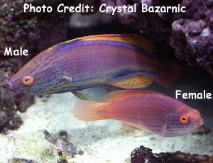  Cirrhilabrus lineatus (Purplelined Wrasse)