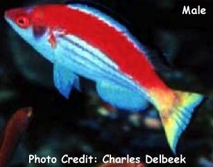  Cirrhilabrus marjorie (Marjorie Fairy Wrasse)