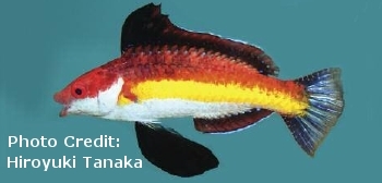  Cirrhilabrus naokoae (Yellowbar Fairy Wrasse, Naoko’s Fairy Wrasse)