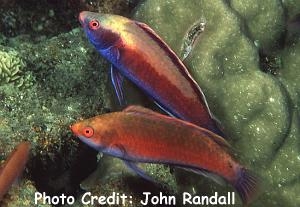  Cirrhilabrus punctatus (Dotted Fairy Wrasse)