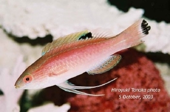  Cirrhilabrus randalli (Randall's Fairy Wrasse)