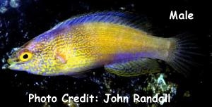  Cirrhilabrus rhomboidalis (Rhomboid Fairy Wrasse)