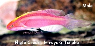  Cirrhilabrus roseafascia (Pink-banded Fairy Wrasse)