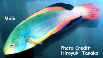  Cirrhilabrus scottorum (Scott's Fairy Wrasse)