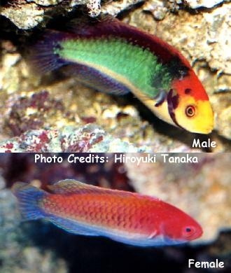  Cirrhilabrus solorensis (Redheaded Fairy Wrasse)