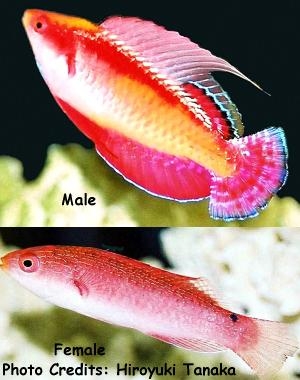  Cirrhilabrus tonozukai (Redfined Fairy Wrasse, Tono’s Fairy Wrasse)