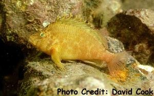  Cirrhitichthys aureus (Yellow Hawkfish)