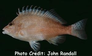  Cirrhitichthys bleekeri (Bleeker’s Hawkfish)