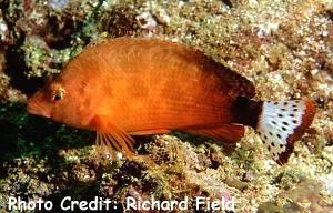  Cirrhitichthys calliurus (Spottedtail Hawkfish)