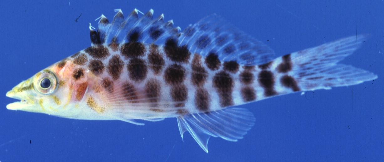  Cirrhitichthys guichenoti (Cave Hawkfish)