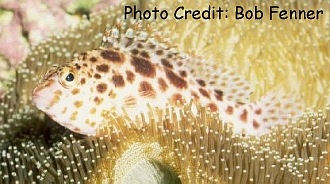  Cirrhitichthys oxycephalus (Coral Hawkfish)