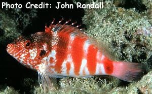  Cirrhitops fasciatus (Redbarred Hawkfish)