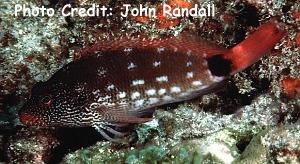  Cirrhitops hubbardi (Hubbard’s Hawkfish)