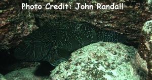  Cirrhitus rivulatus (Giant Hawkfish, Hieroglyphic Hawkfish)