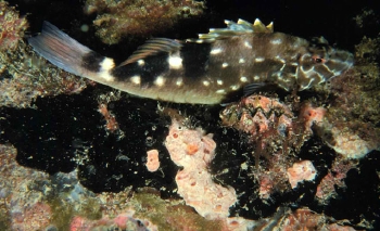  Cirrhitus atlanticus (West African Hawkfish)